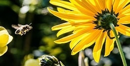 cestovatelia s alergiou spravcapoistenia.sk
